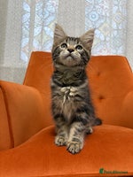 Maine Coon cats - Advert 2