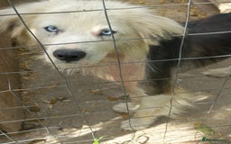 Mixed Breed dogs for adoption: BLUE3 - a lovely boy for a Loving Home - Image 6
