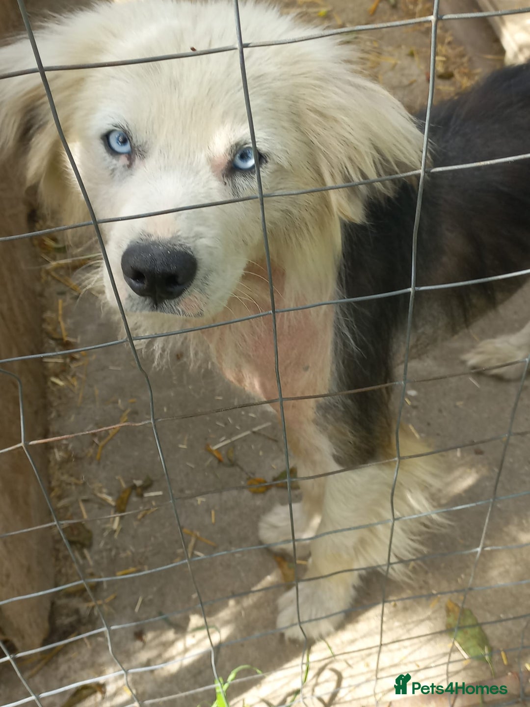 Mixed Breed dogs for adoption: BLUE3 - a lovely boy for a Loving Home - Image 6