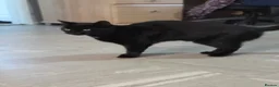 Domestic Shorthair cats for sale: 3 year old black cat looking for home - Advert 6