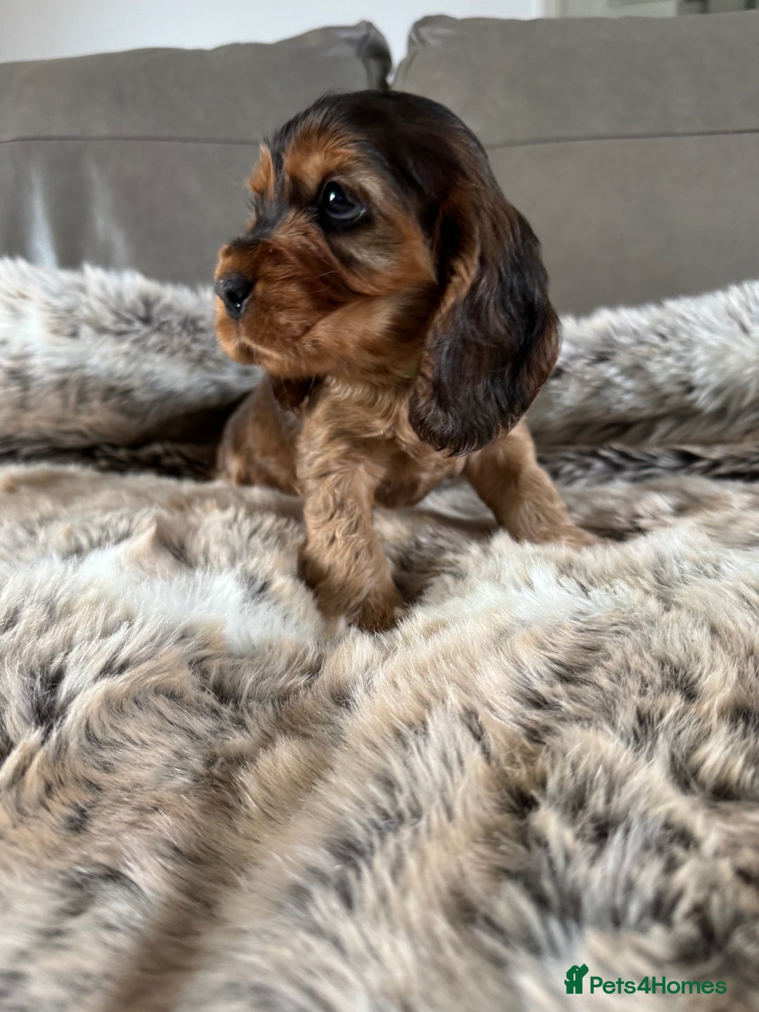Cocker Spaniel dogs for sale: 🐶 Beautiful Show-Type Cocker Spaniel Puppies 🐶 - Advert 19