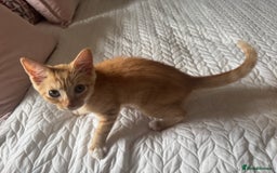 Ragdoll cats for sale: Beautiful Ragdoll X kittens  - Image 2