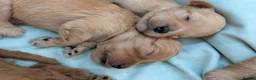 Cavapoo dogs for sale: Last Boy F1 Toy Cavapoo Puppy  - Advert 16