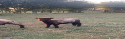 Sheep livestock for sale: Coloured Ryeland ewe lambs - Advert 4
