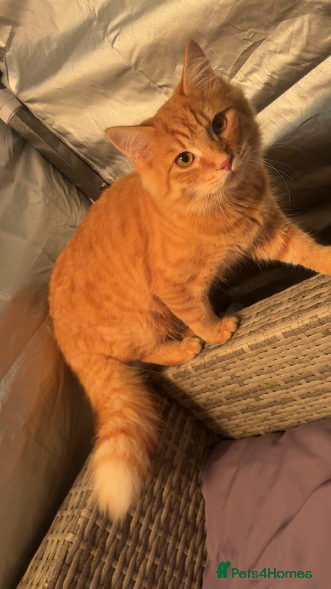 Maine Coon cats for sale: Maine coon mix  - Advert 10