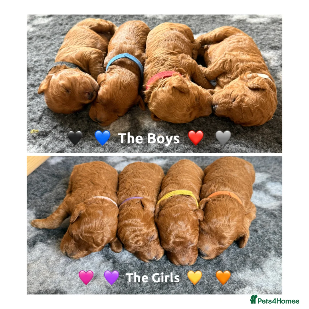 Cavapoo dogs for sale: Stunning fox red Cavapoo puppies 🐾 - Advert 2