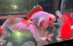 Fancy Goldfish fish for sale: Thai pleated goldfish - Image 16