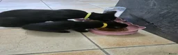 Mixed Breed cats for sale: Black Beauties for Sale - Advert 1