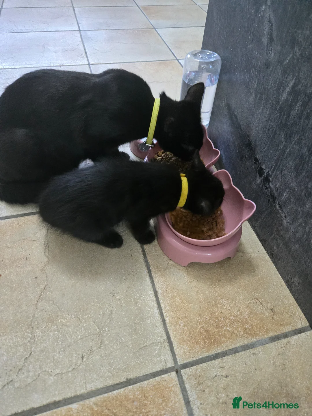 Mixed Breed cats for sale: Black Beauties for Sale - Advert 1