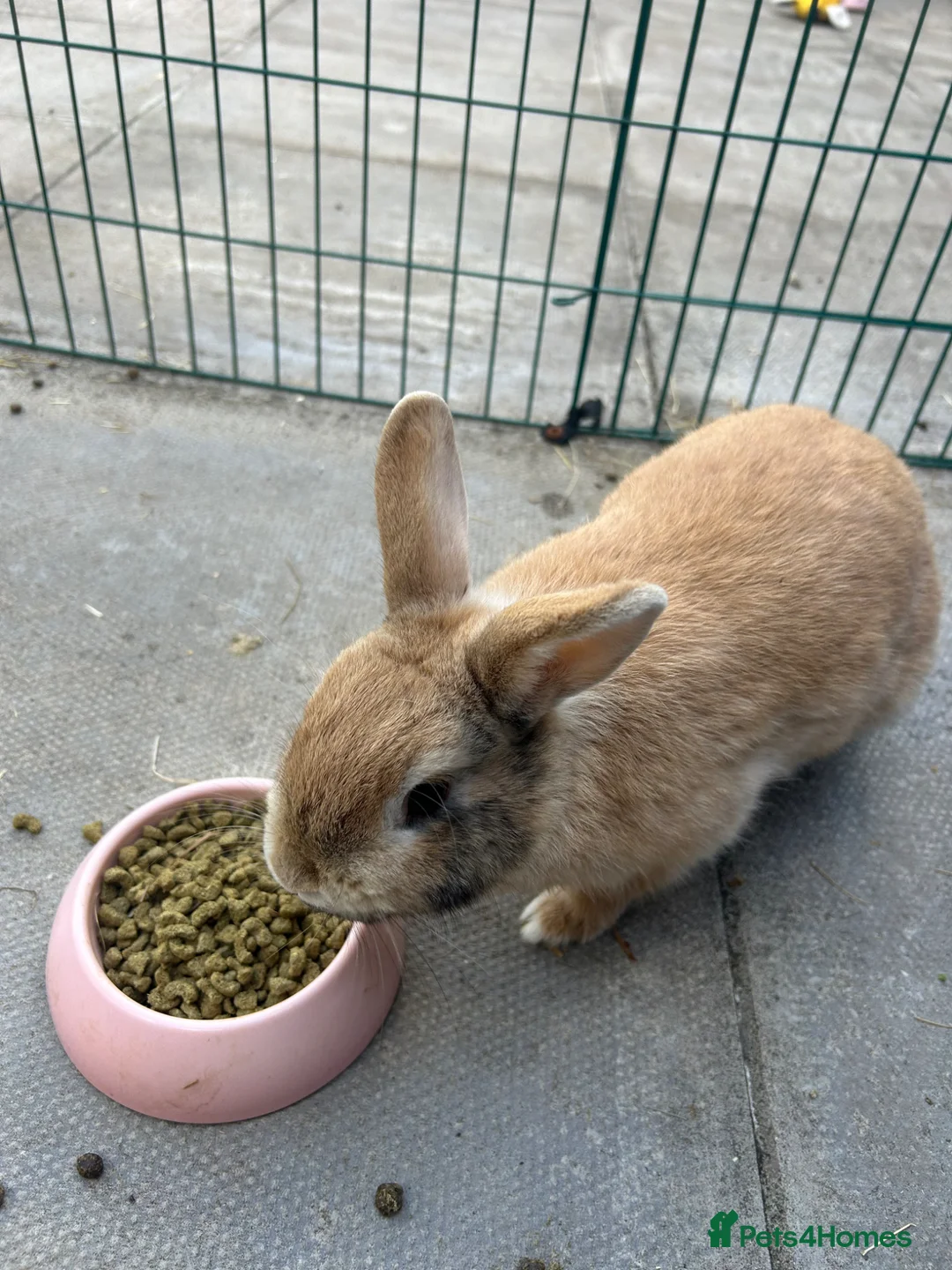 Mixed Breed rabbits for sale: Female Rabbits x2 in Ormskirk - Advert 5