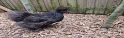 Chickens poultry for sale: Laying Female Chickens (breeds in description) in Derby - Advert 6