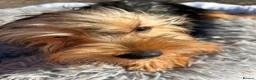 Yorkshire Terrier dogs for sale: Yorkshire terriers  - Advert 10