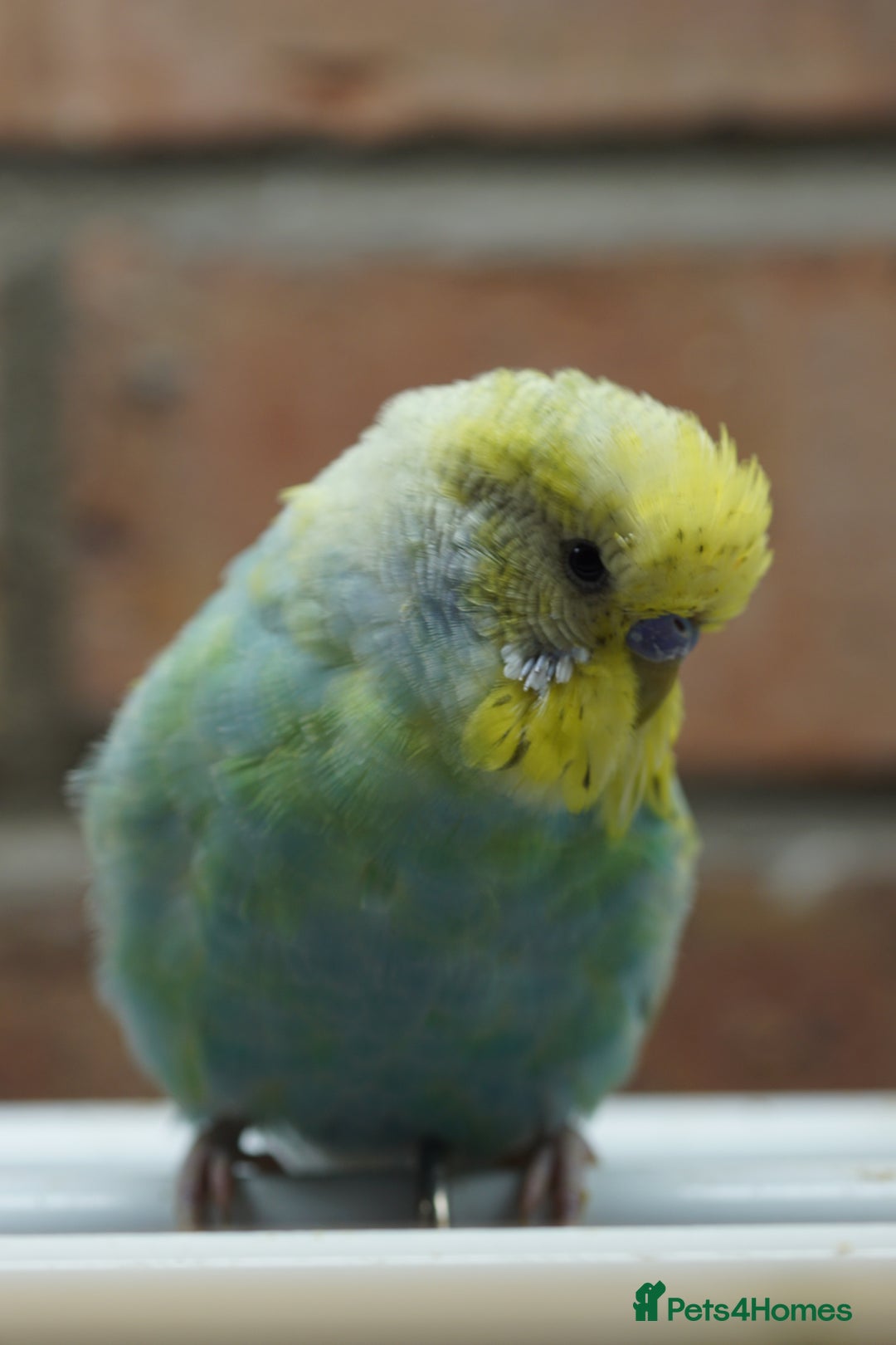 Budgerigars birds for sale: Budgies  - Advert 20