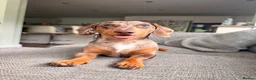 Miniature Dachshund dogs for sale: 2 MINIATURE DACHSHUND FOR REHOMING - Advert 13