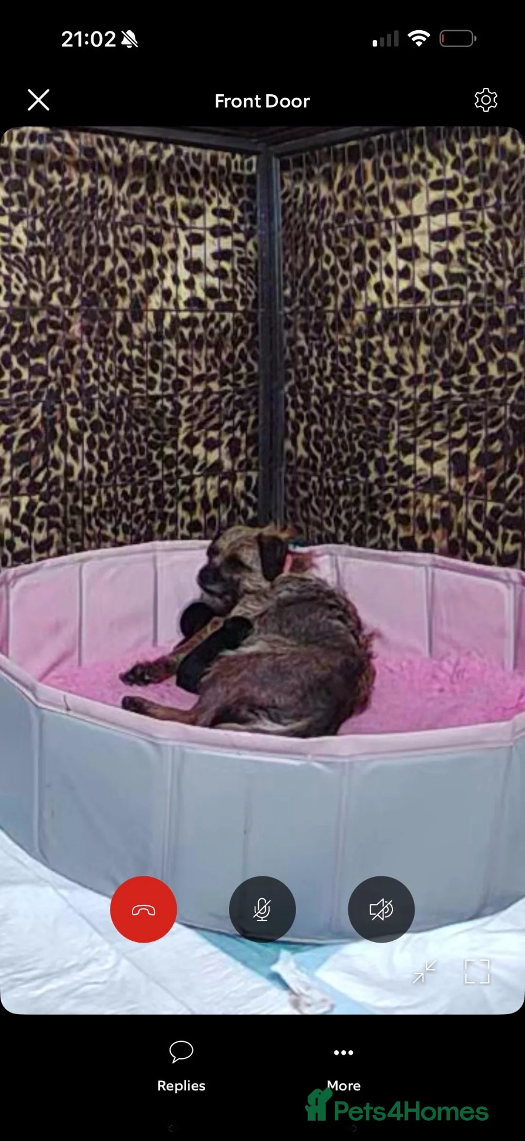 Border Terrier dogs for sale: One girl border puppy - Advert 2