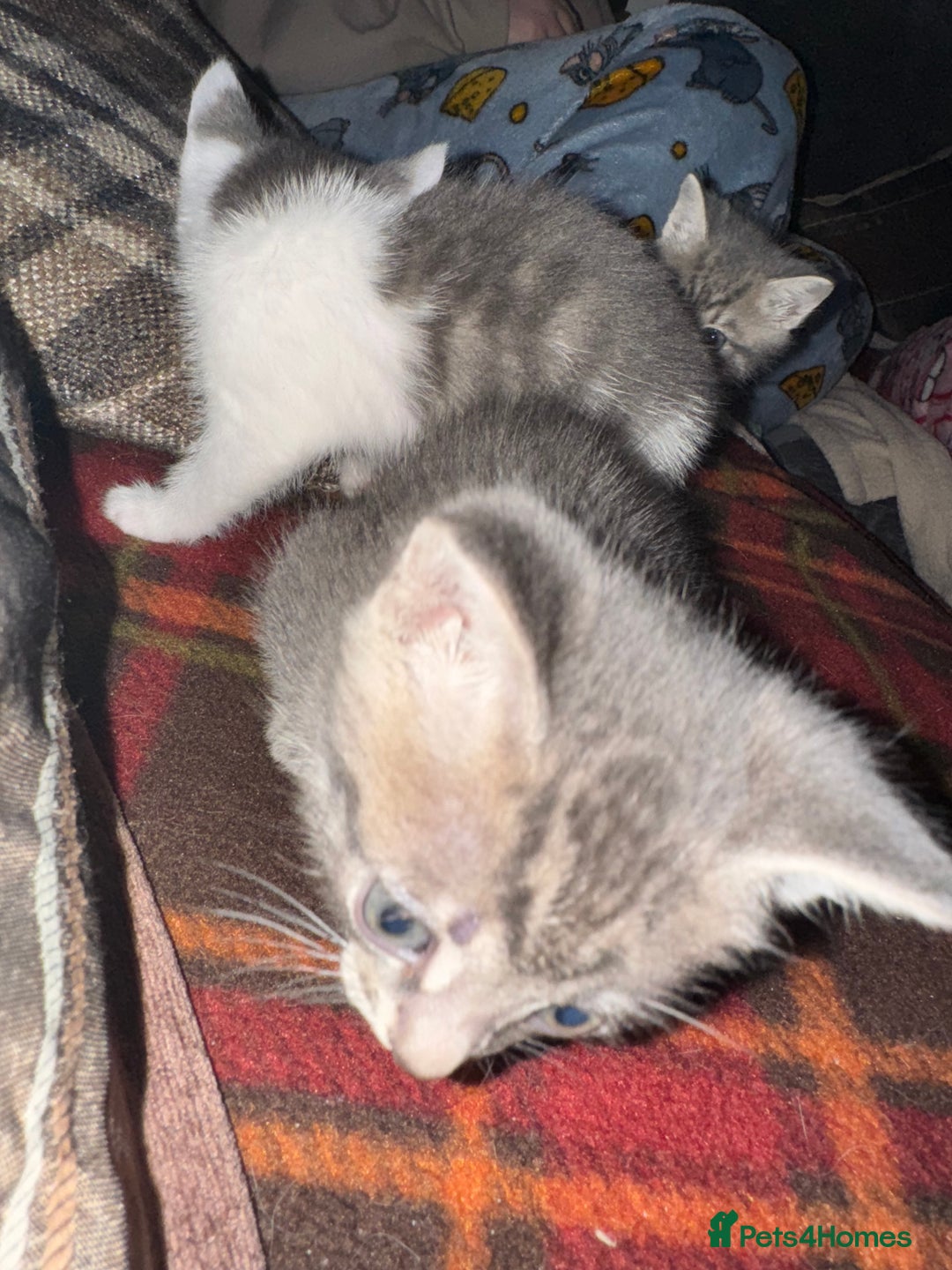 Mixed Breed cats for sale: I have 4 beautiful babies 3 boys 1 girl - Advert 9