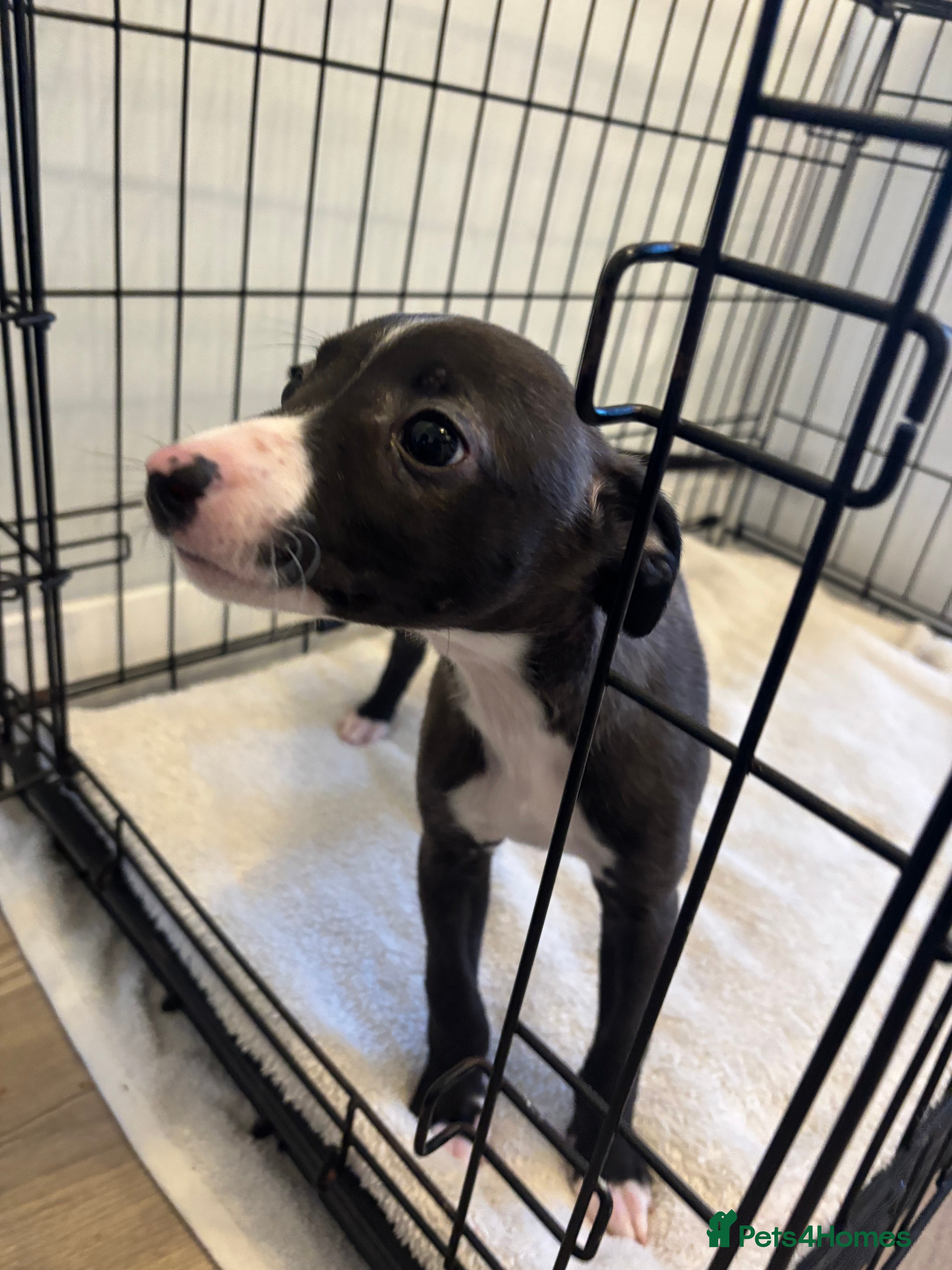 Whippet dogs KC Whippet Pups for sale - last girl available  - Advert 5