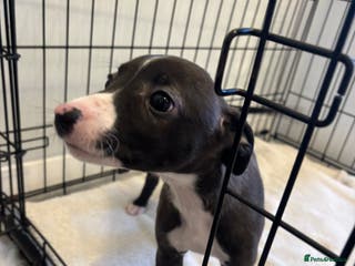 Whippet dogs KC Whippet Pups for sale - last girl available - Advert 3