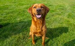 Labrador Retriever dogs for stud: Fox Red Labrador- For Stud in Uttoxeter - Image 7