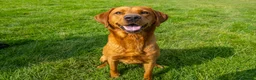 Labrador Retriever dogs for stud: Fox Red Labrador- For Stud in Uttoxeter - Advert 7