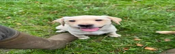 Labrador Retriever dogs for sale: Beautiful Labradors  - Advert 6