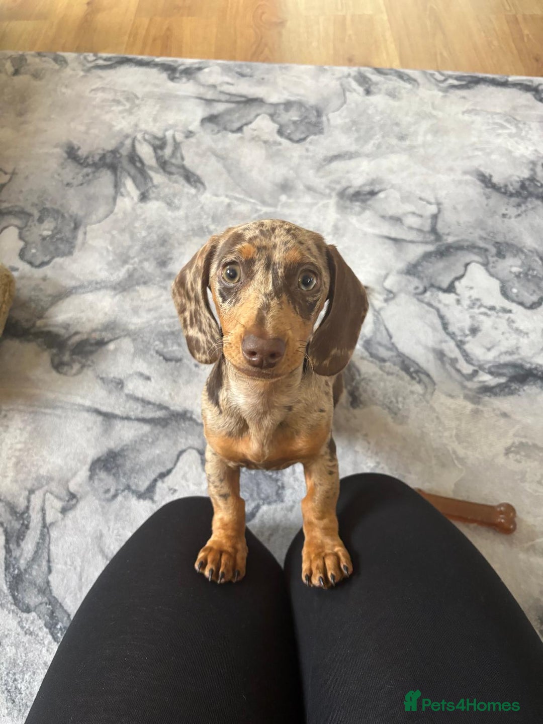 Miniature Dachshund dogs for sale: Stunning 6 months female dapple puppy - Image 3