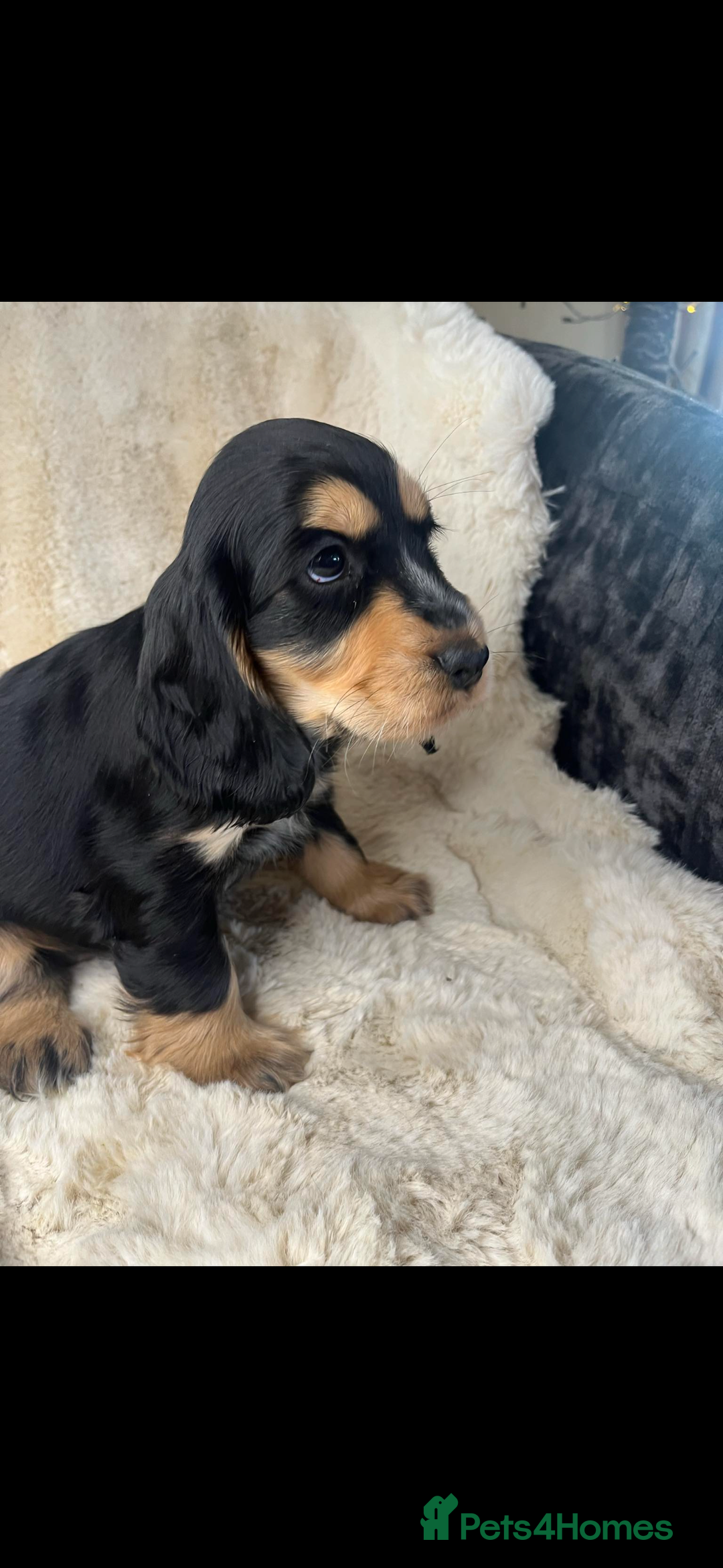 Cocker Spaniel dogs for sale: Health tested cocker spaniel puppies  - Advert 14