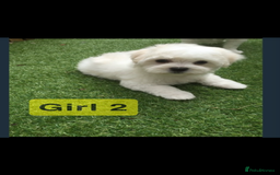 Maltipoo dogs for sale: Maltipoo puppies  - Image 4