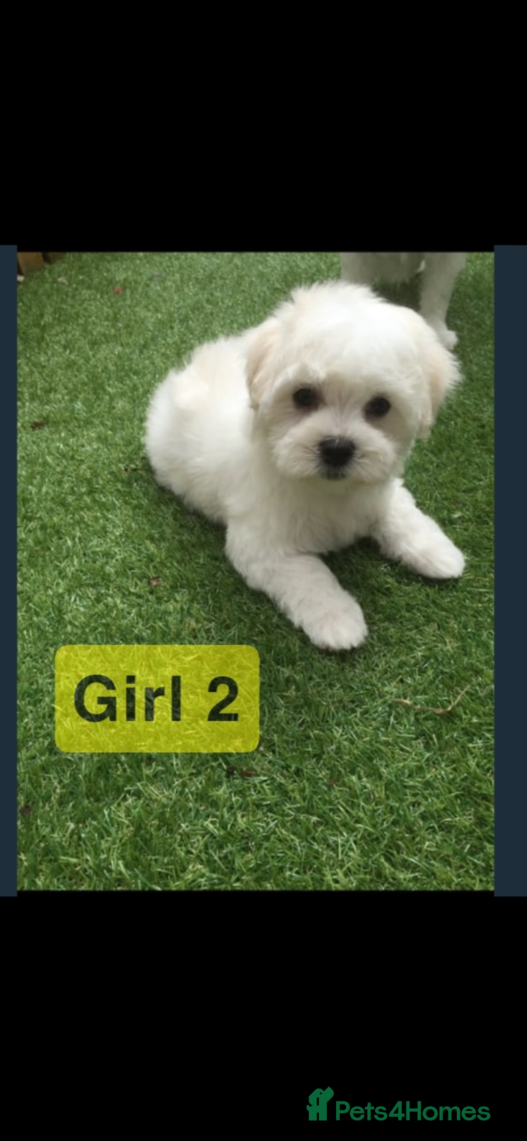Maltipoo dogs for sale: Maltipoo puppies  - Image 4
