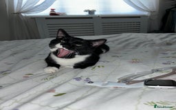 Domestic Shorthair cats for sale: Nearly 1 year old boy cat - Image 3