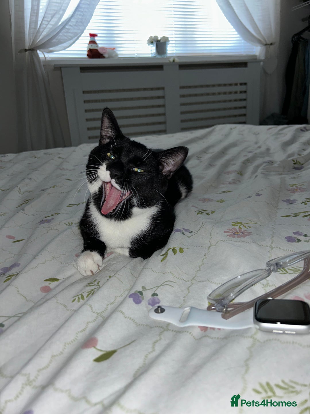 Domestic Shorthair cats for sale: Nearly 1 year old boy cat - Image 3