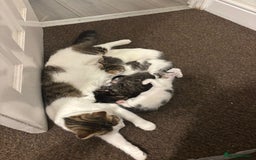 Mixed Breed cats for sale: Cuddly kittens up for adoption  - Image 6