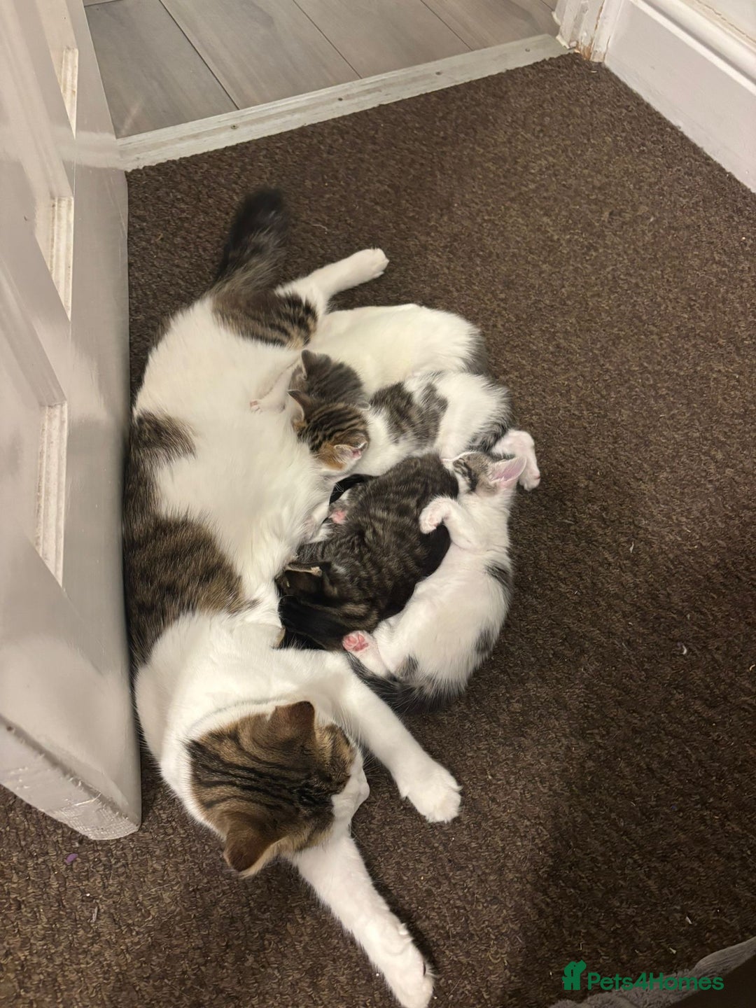 Mixed Breed cats for sale: Cuddly kittens up for adoption  - Image 6