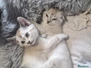 Scottish Fold cats SNOW SCOTTISH FOLDS - Advert 13