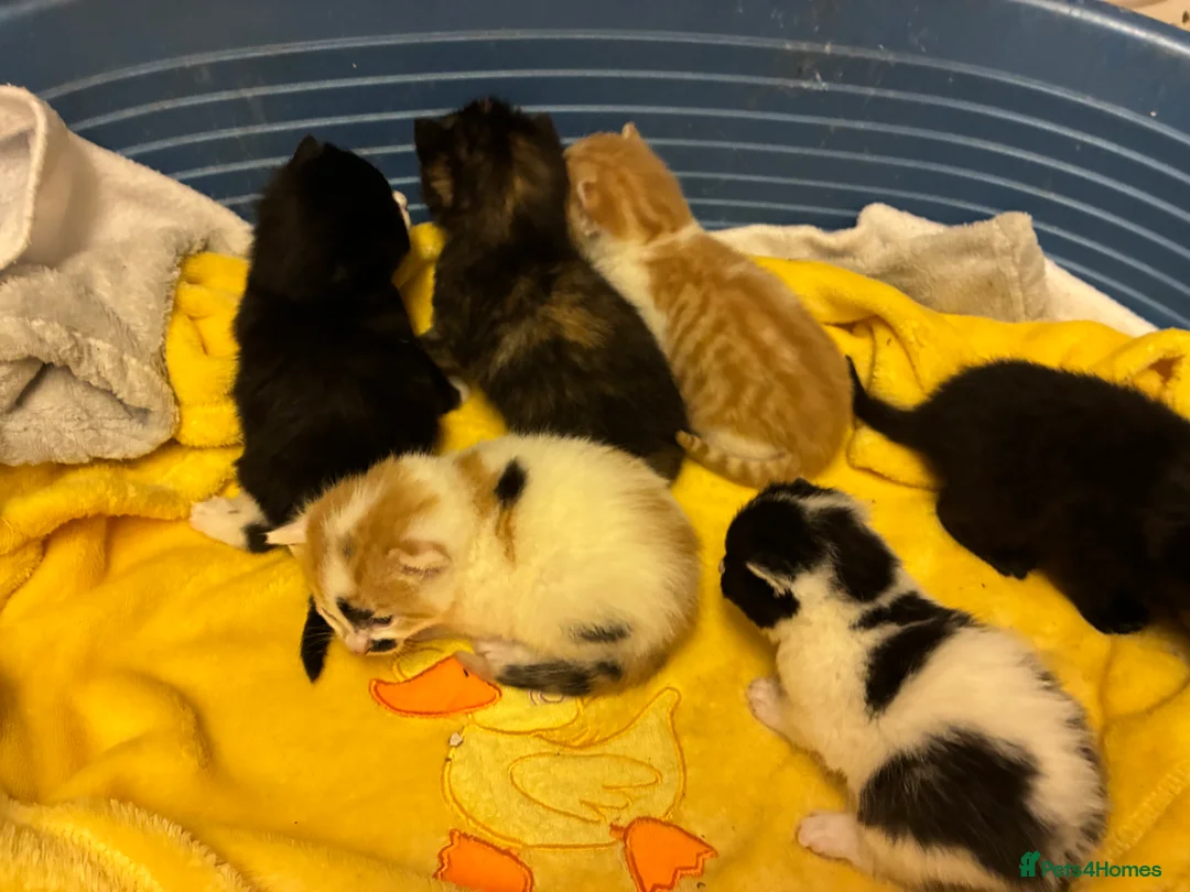 Mixed Breed cats for sale: 6 gorgeous kittens for sale  - Advert 8