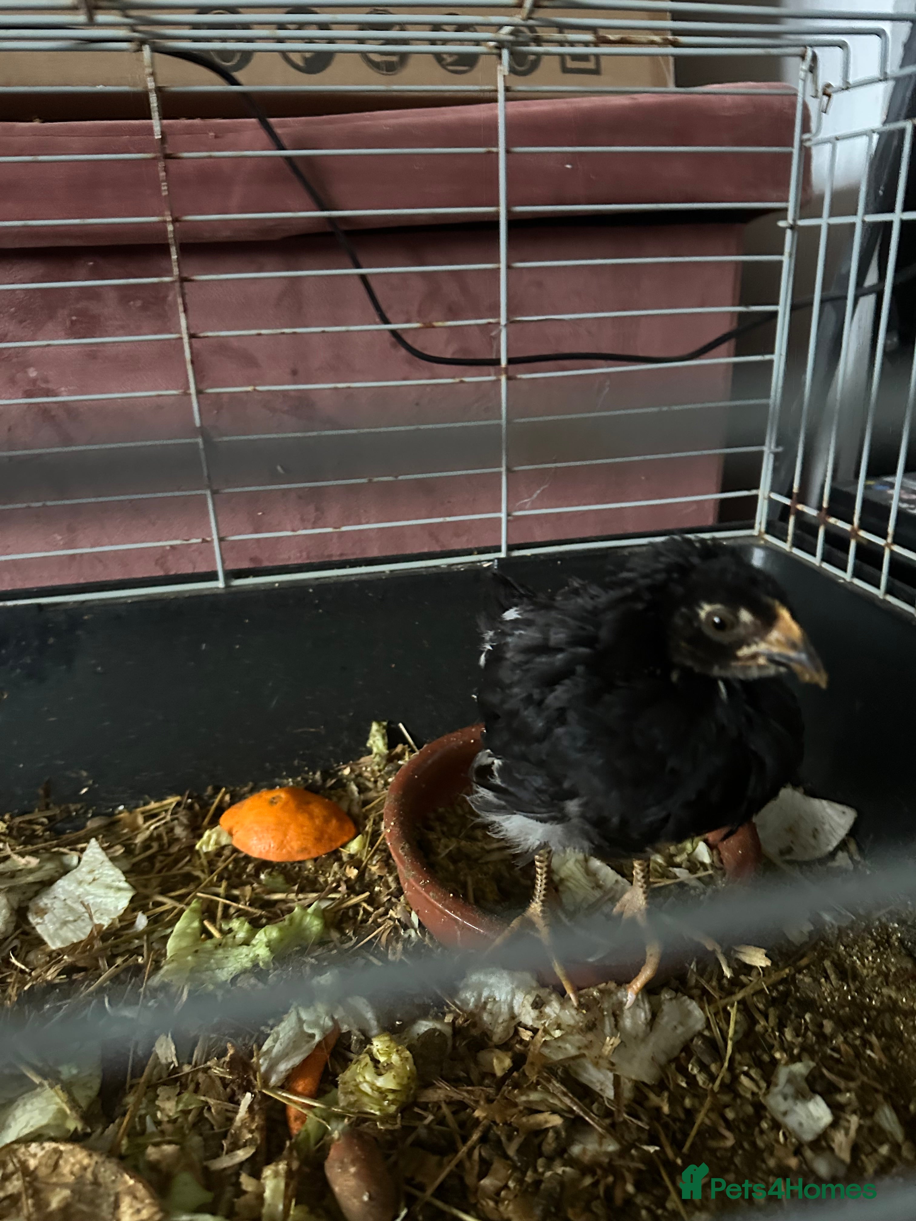 Mixed Breed poultry Female Chick - Advert 3