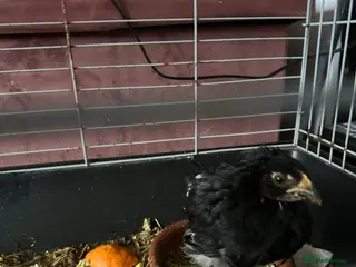 Mixed Breed poultry Female Chick - Advert 12