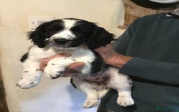 Sprocker dogs for sale: Female Sprocker puppy - Image 1