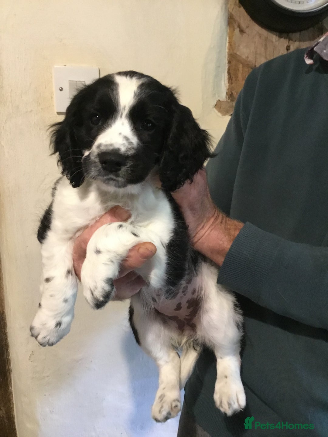 Sprocker dogs for sale: Female Sprocker puppy - Image 1