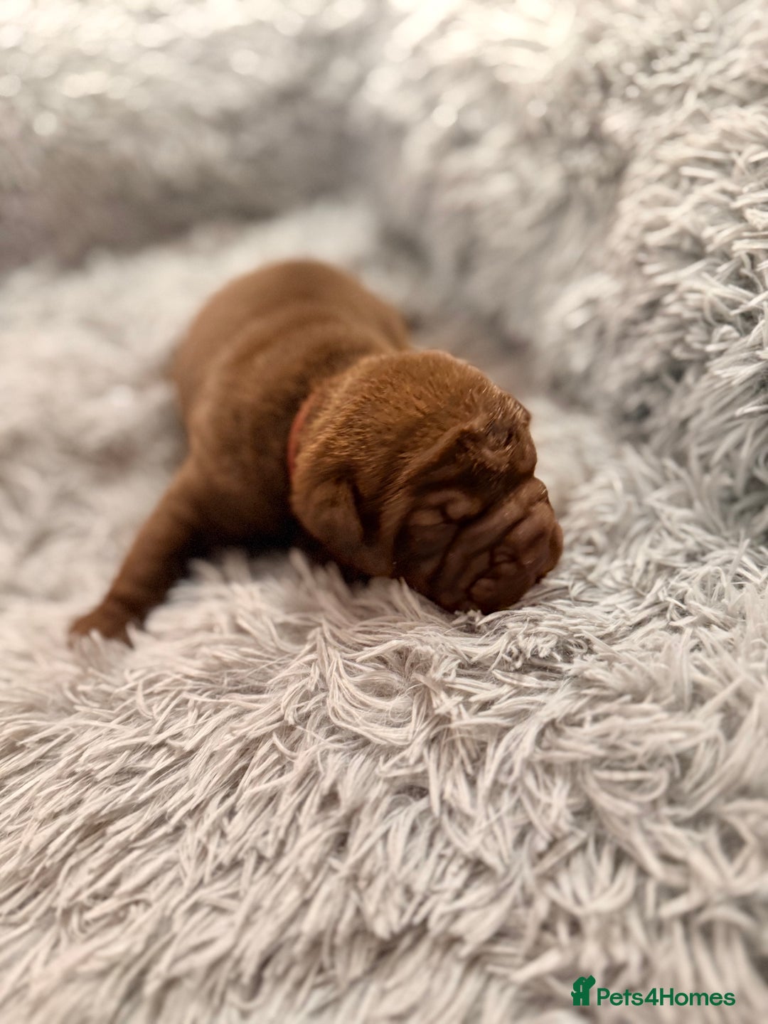Mixed Breed dogs for sale: Gawjuss Bullpei Puppies 🐶 - Advert 28