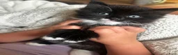 Mixed Breed cats for sale: 2 beautiful kittens for sale  - Advert 6