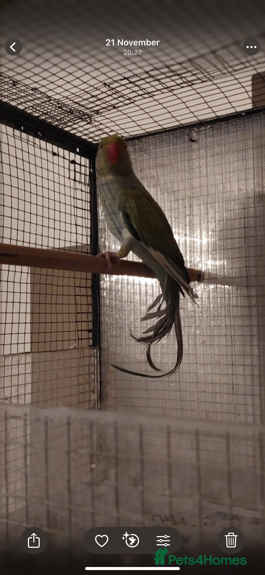 Parakeets birds for sale: Green Alexandrine parakeet male.  - Advert 4
