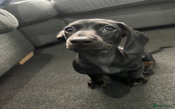 Dachshund dogs for sale: Miniature dachshund  - Image 9