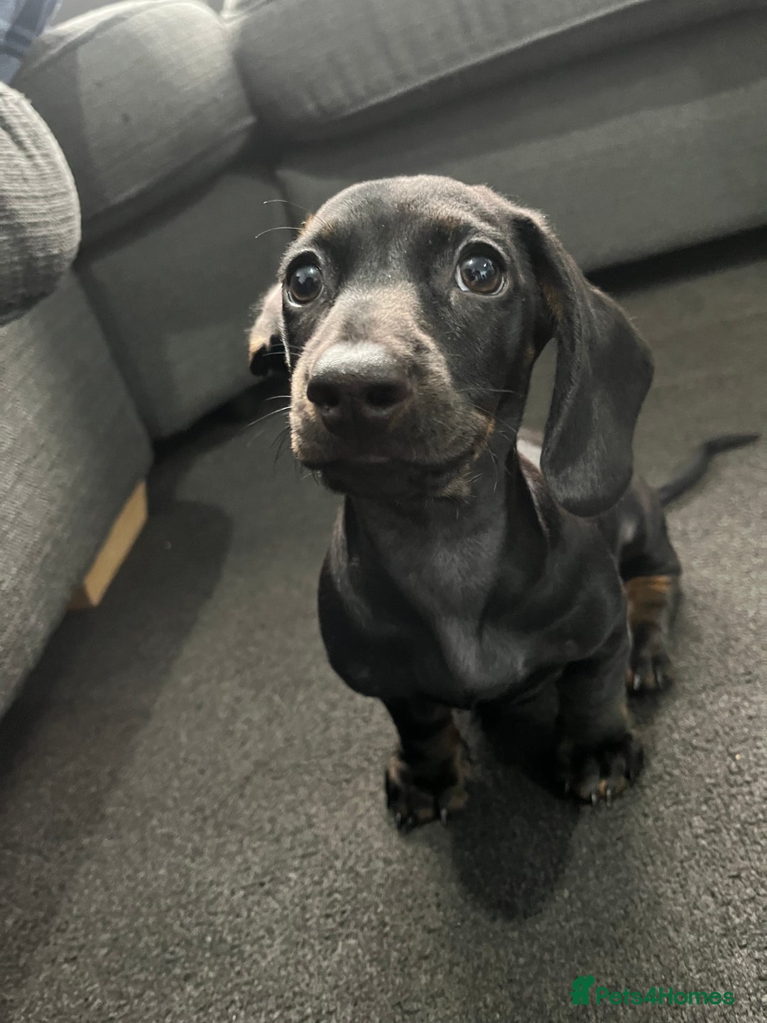 Dachshund dogs for sale: Miniature dachshund  - Image 9