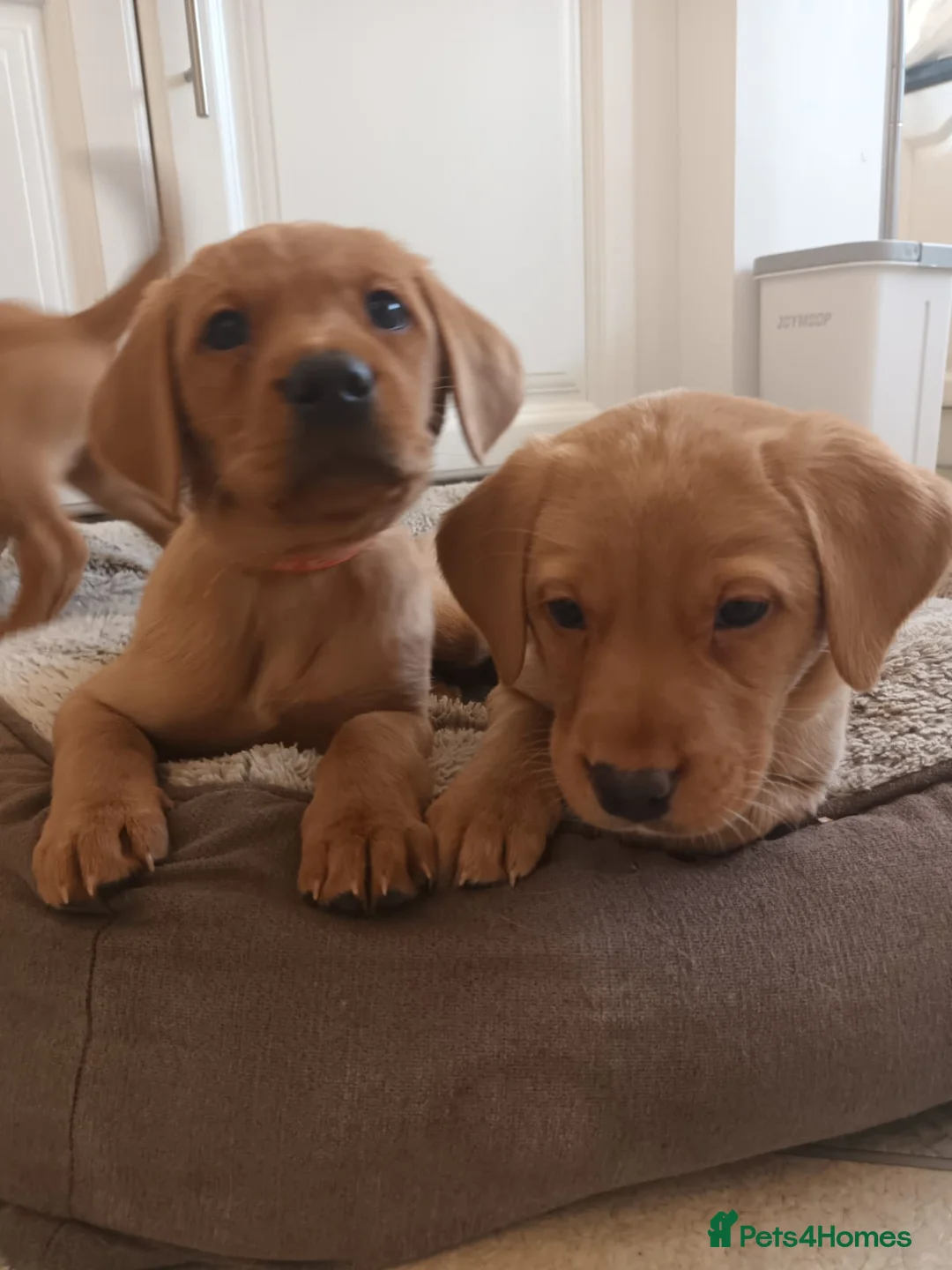 Labrador Retriever dogs for sale: Fox Red KC Reg Fox Red Lab, M&D hip & elbow scored - Advert 4