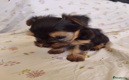 Yorkshire Terrier dogs for sale: Yorkshire terrier puppies  - Image 5