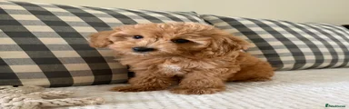 Cockapoo 2