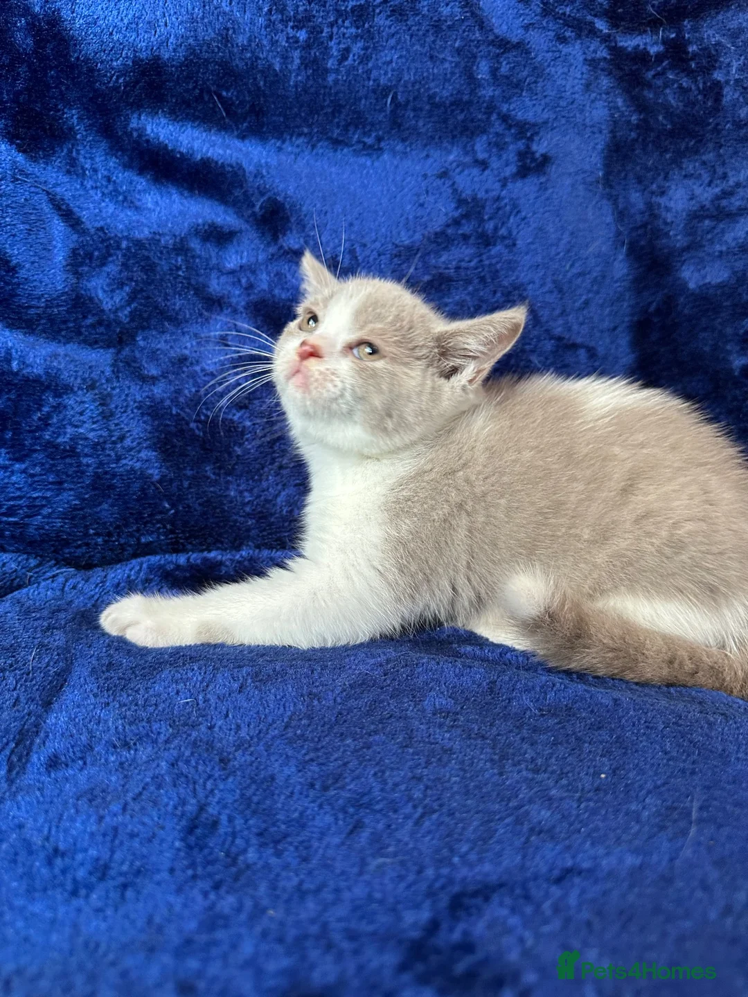 British Shorthair cats for sale: British shorthair kittens top pedigree ready now ! - Advert 23