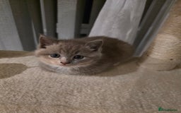 Mixed Breed cats for sale: Red point Ragdoll X Blue British Shorthair - Image 5