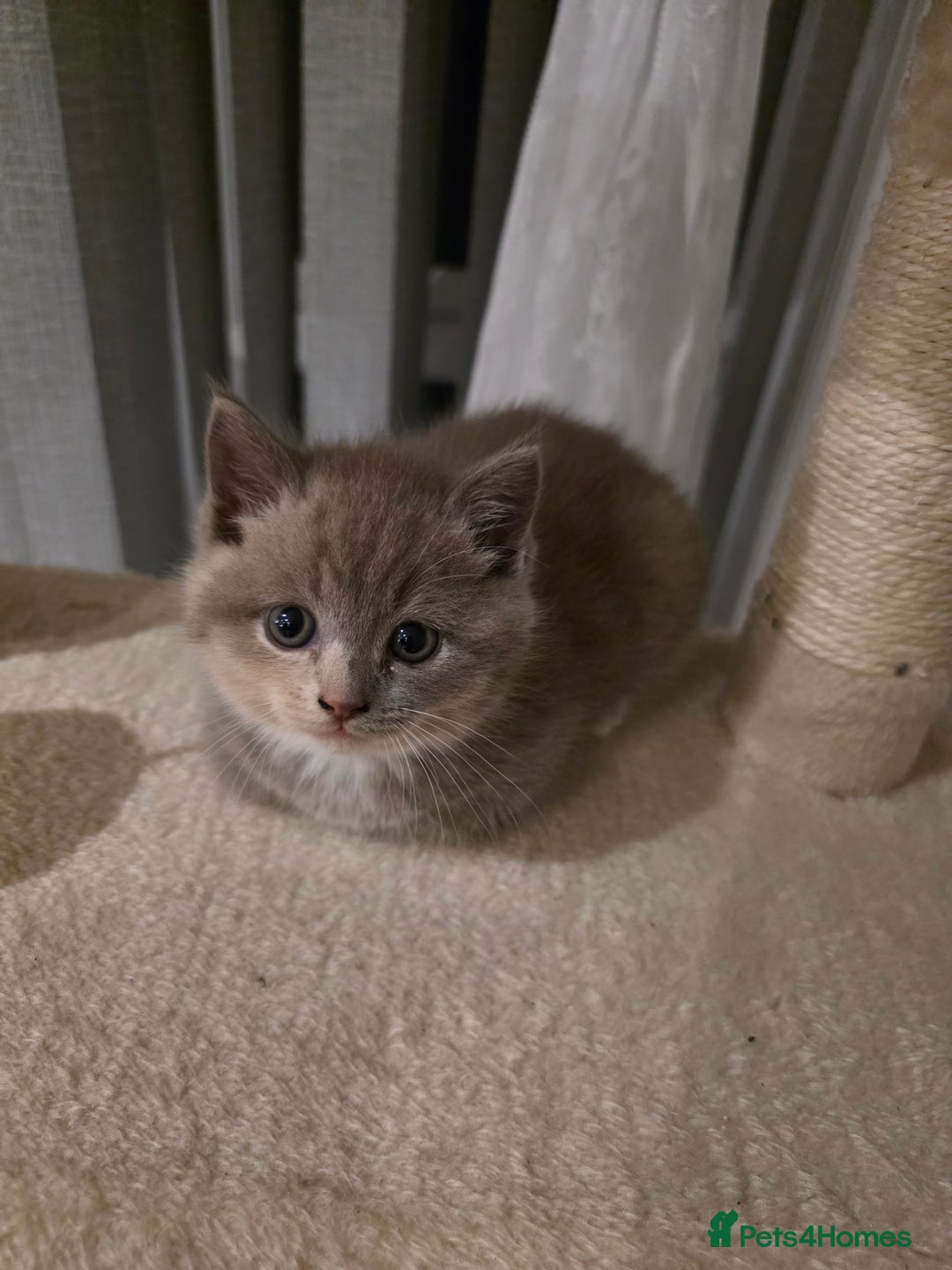 Mixed Breed cats for sale: Red point Ragdoll X Blue British Shorthair - Image 5